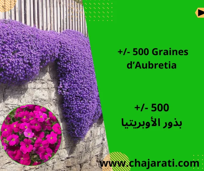 Graines d’Aubretia - بذور الأوبريتيا