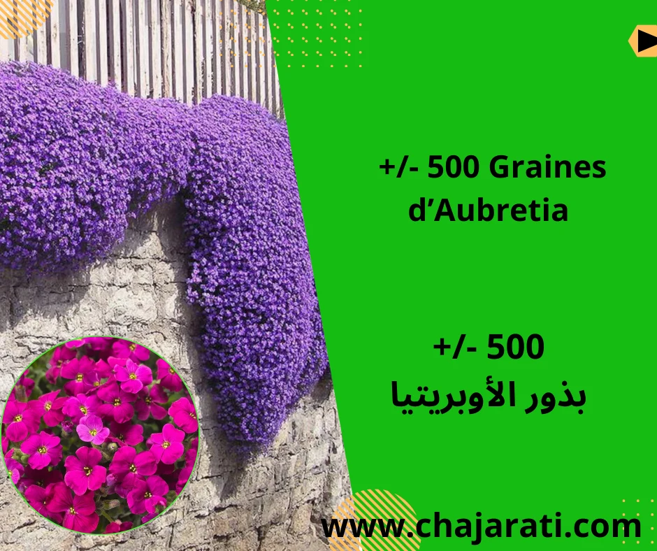 Graines d’Aubretia – بذور الأوبريتيا