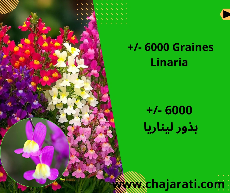 Graines de Linaria  – بذور ليناريا