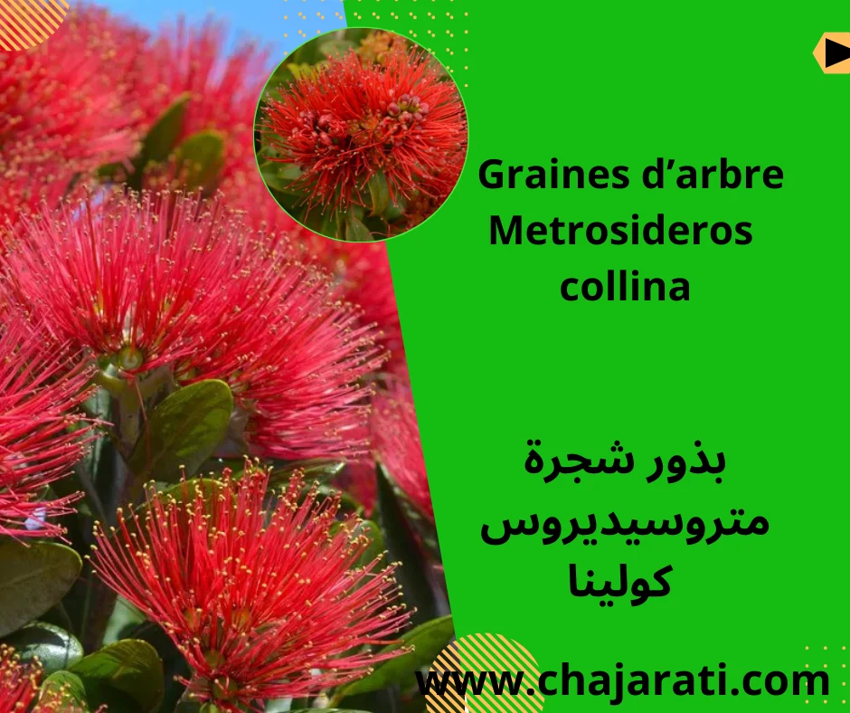 Graines de Metrosideros collina  –  بذور متروسيديروس كولينا  – زهرة النار