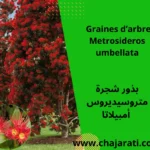 Graines de Metrosideros umbellata - بذور متروسيديروس أمبيلاتا - زهرة النار