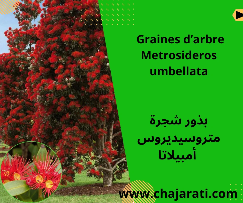 Graines de Metrosideros umbellata –  بذور متروسيديروس أمبيلاتا  – زهرة النار