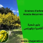 Graines d’Acacia decurrens - بذور أكاسيا ديكورنس
