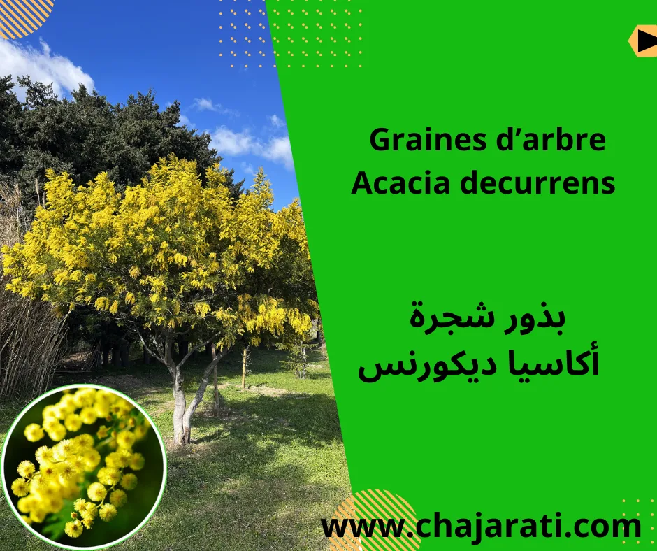 Graines d’Acacia decurrens – بذور أكاسيا ديكورنس