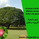 Graines d’Albizia saman ( Arbre de pluie ) - بذور ألبيزيا سامان