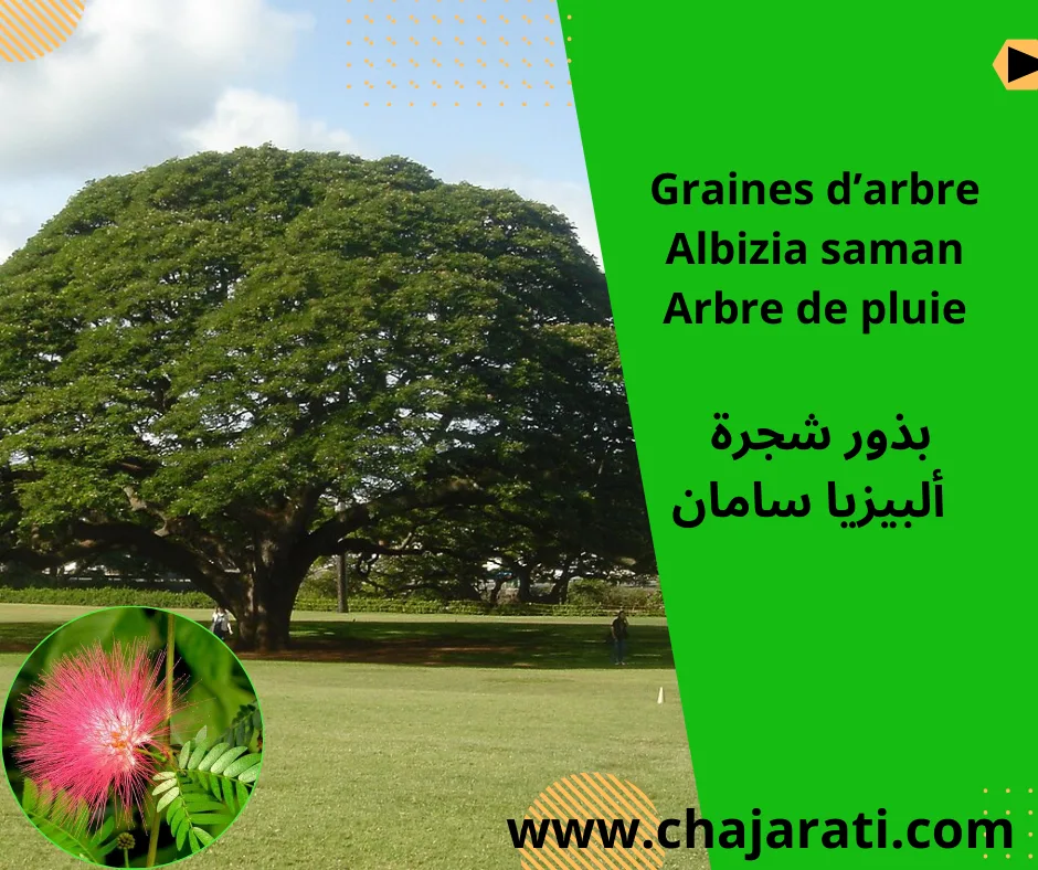 Graines d’Albizia saman ( Arbre de pluie )  – بذور ألبيزيا سامان