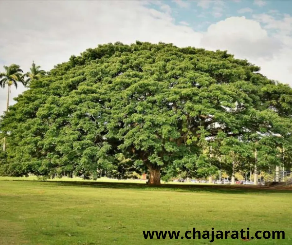 Albizia saman