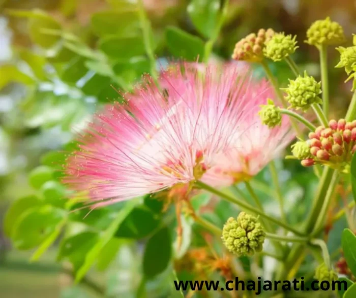 Albizia saman