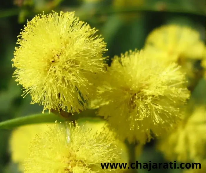 Acacia decurrens - بذور أكاسيا ديكورنس