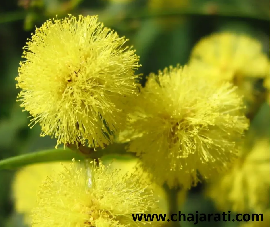 Acacia decurrens – بذور أكاسيا ديكورنس