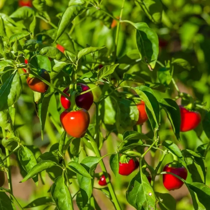 Graines de Piment cerise piquant - بذور فلفل الكرز حار