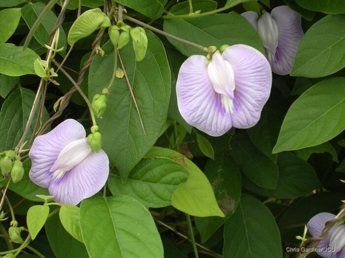 Graines de Centrosema pubescens (Pois papillon ) - بذور علمية زغبية