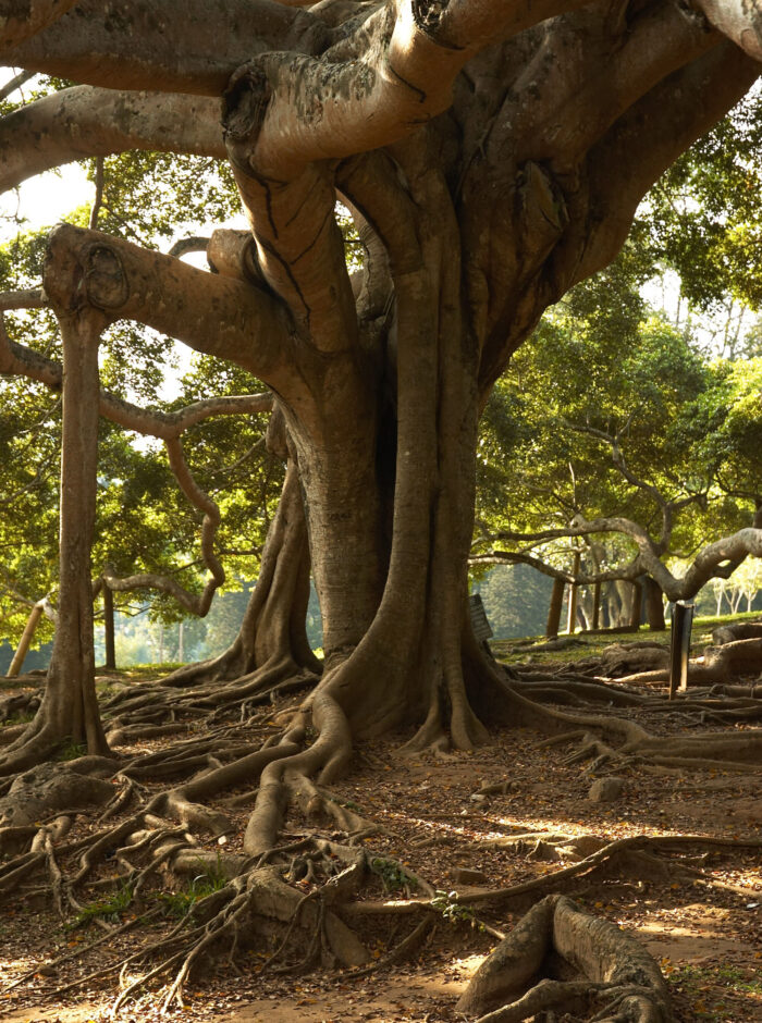 Graines de Ficus benjamina (Figuier pleureur)