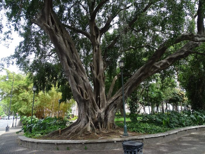 Graines de Ficus benjamina (Figuier pleureur)