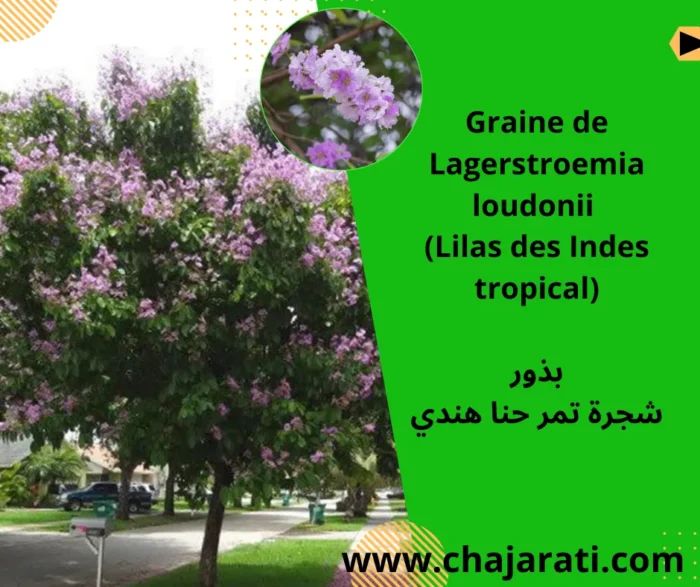 Graine de Lagerstroemia loudonii (Lilas des Indes tropical) – بذور شجرة تمر حنا هندي