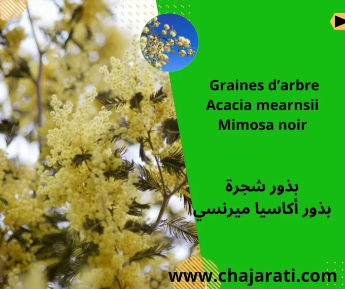 Graines d’arbre Acacia mearnsii -Mimosa noir- بذور أكاسيا ميرنسي