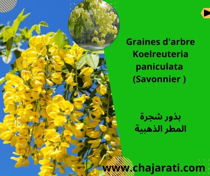Graines d’arbre Koelreuteria paniculata (Savonnier ) – بذور شجرة المطر الذهبية