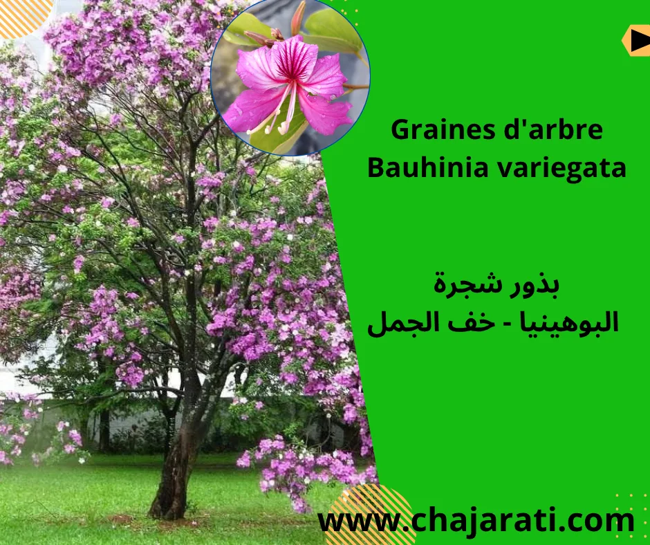 Graines de Bauhinia variegata (Arbre orchidée ) – بذور شجرة البوهينيا – خف ‫الجمل