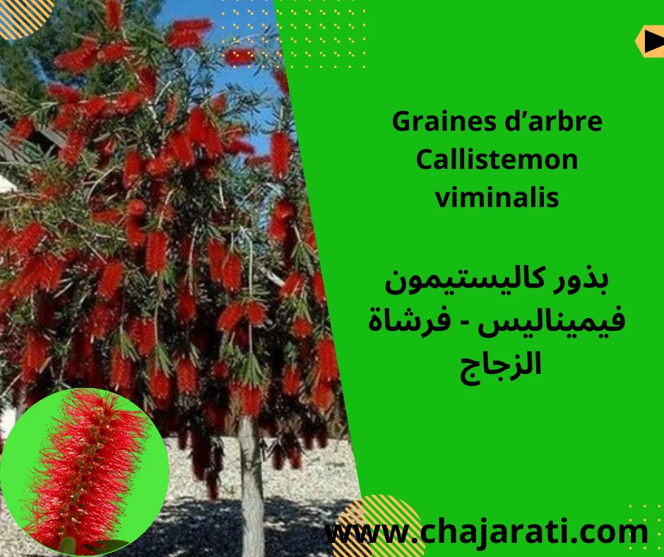 Graines de Callistemon viminalis — بذور كاليستيمون فيميناليس – فرشاة الزجاج