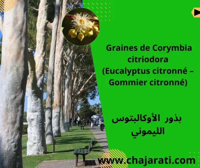 Graines de Corymbia citriodora (Eucalyptus citronné ) – بذور الأوكالبتوس الليموني