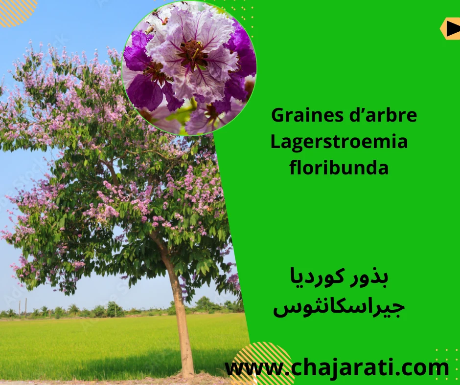 Graines de Lagerstroemia floribunda -بذور لاجريستروميا فلوريبوندا (ليلك الهند الاستوائي)