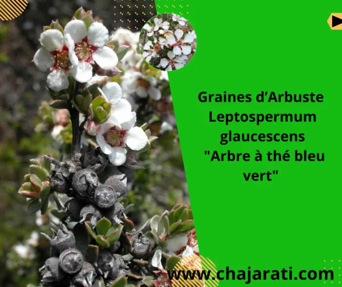Graines de Leptospermum glaucescens « Arbre à thé bleu vert » –