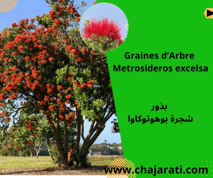Graines de Metrosideros excelsa (Pohutukawa ) – بذور شجرة بوهوتوكاوا
