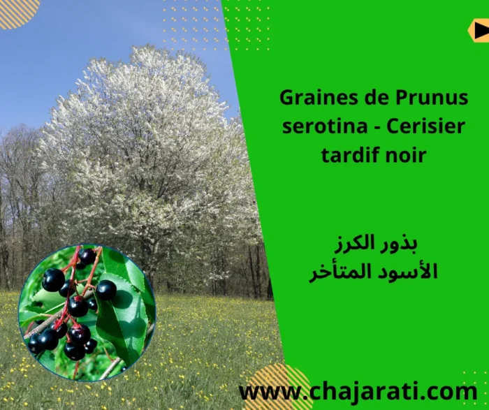 Graines de Prunus serotina – Cerisier tardif noir -بذور الكرز الأسود المتأخر