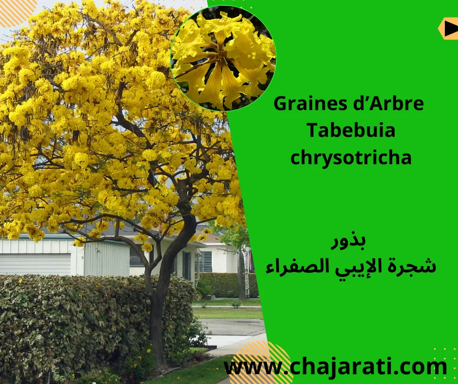 Graines de Tabebuia chrysotricha (Ipé jaune – Arbre trompette jaune ) – شجرة الإيبي الصفراء