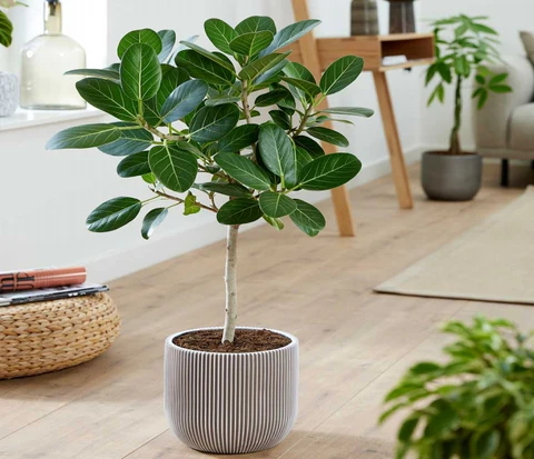 Graines de Ficus benghalensis -Figuier du Bengale – بذور فيكس بنغالنزيس