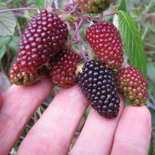 RUBUS_GLAUCUS