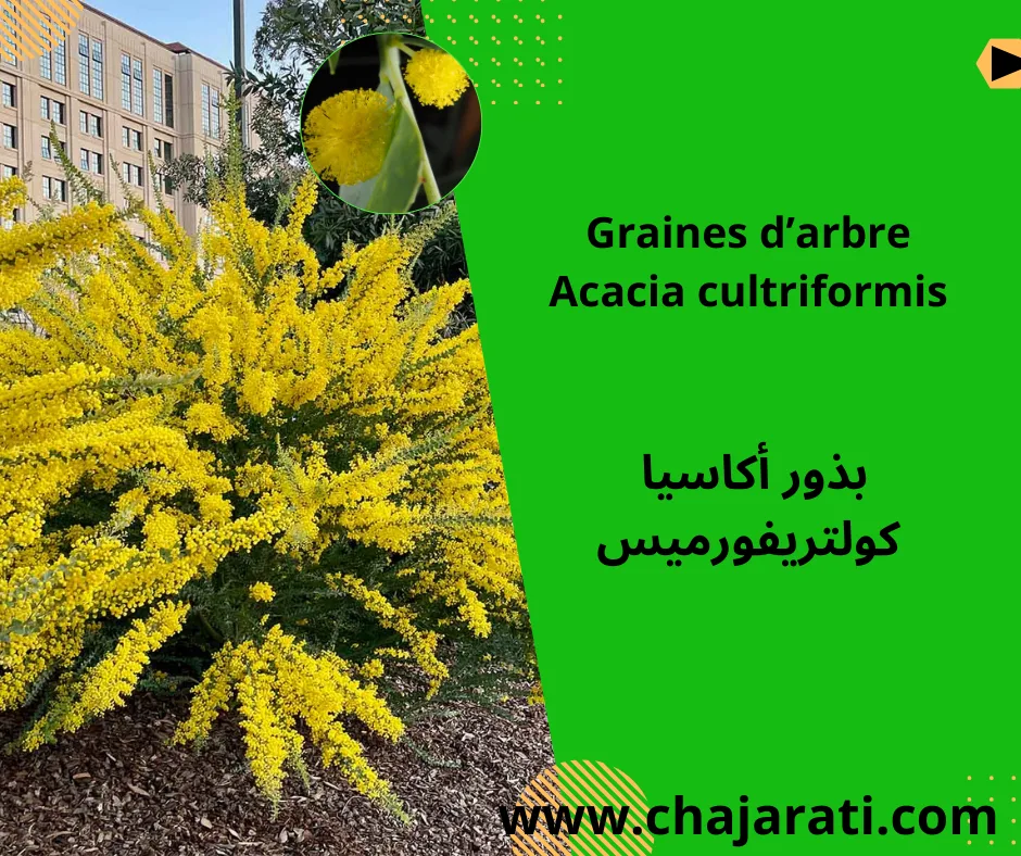 Graines d’Acacia cultriformis –