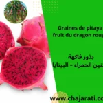 Graines de pitaya fruit du dragon rouge - بذور فاكهة التنين الحمراء – البيتايا