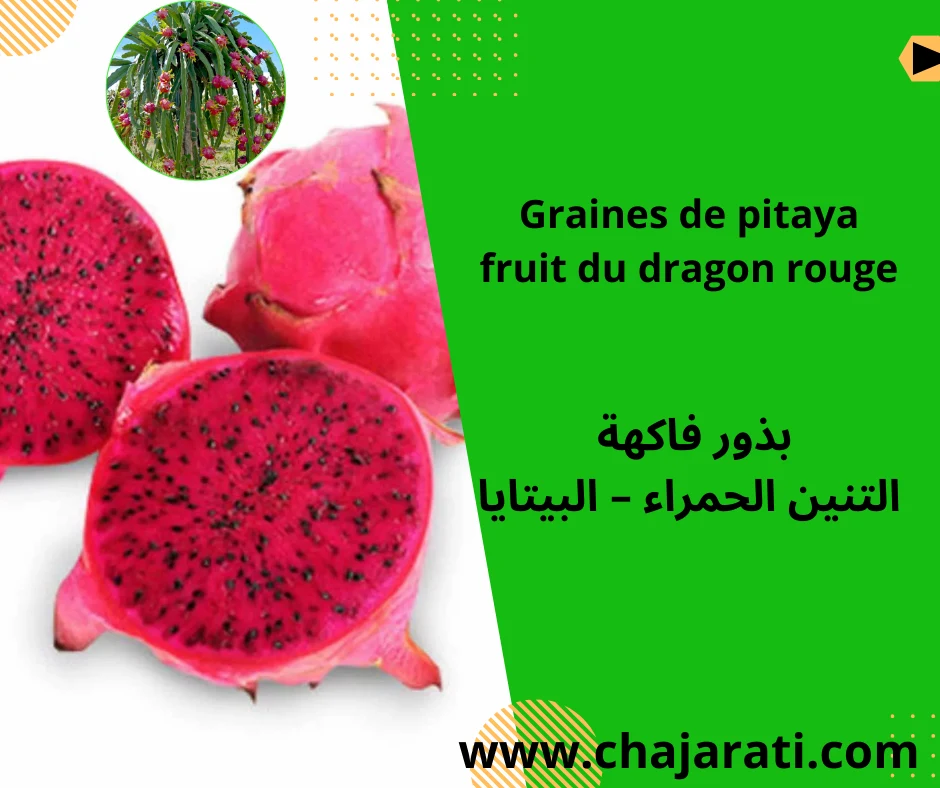 Graines de pitaya  fruit du dragon rouge –
