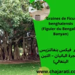 Graines de Ficus benghalensis -Figuier du Bengale - بذور فيكس بنغالنزيس