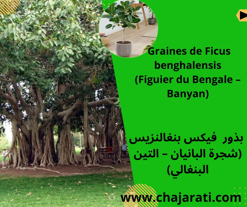 Graines de Ficus benghalensis -Figuier du Bengale – بذور فيكس بنغالنزيس