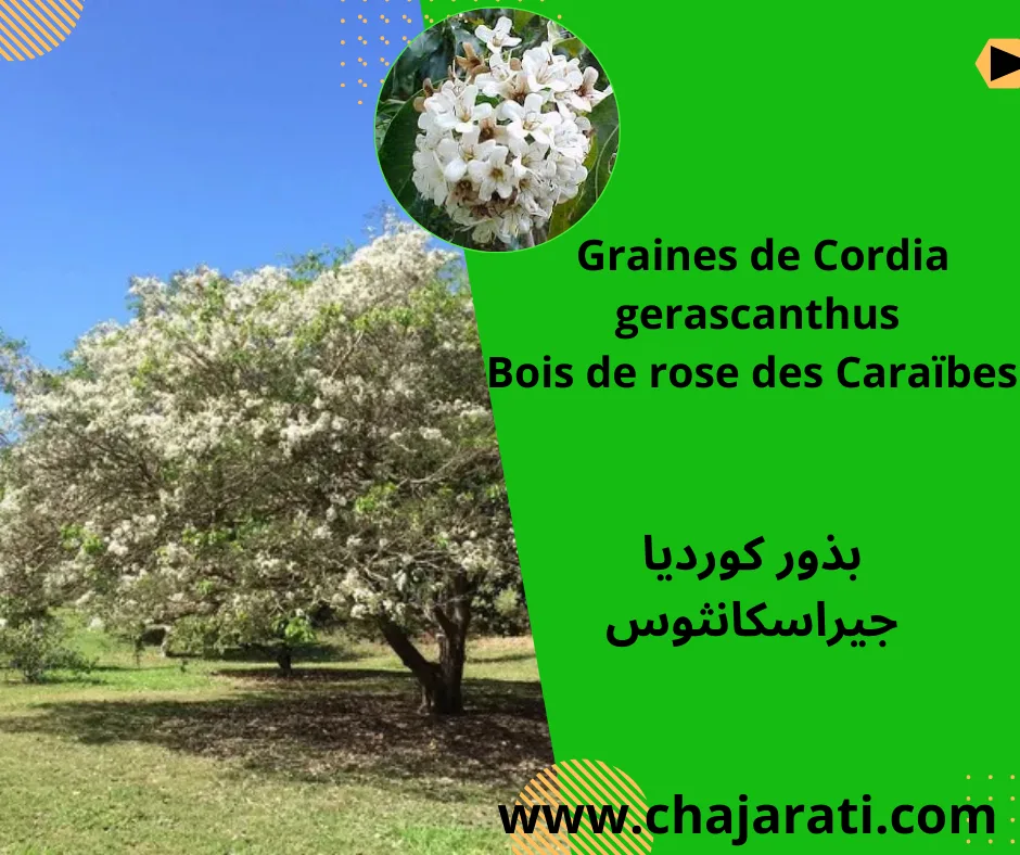 Graines de Cordia gerascanthus – Bois de rose des Caraïbes –  بذور كورديا جيراسكانثوس