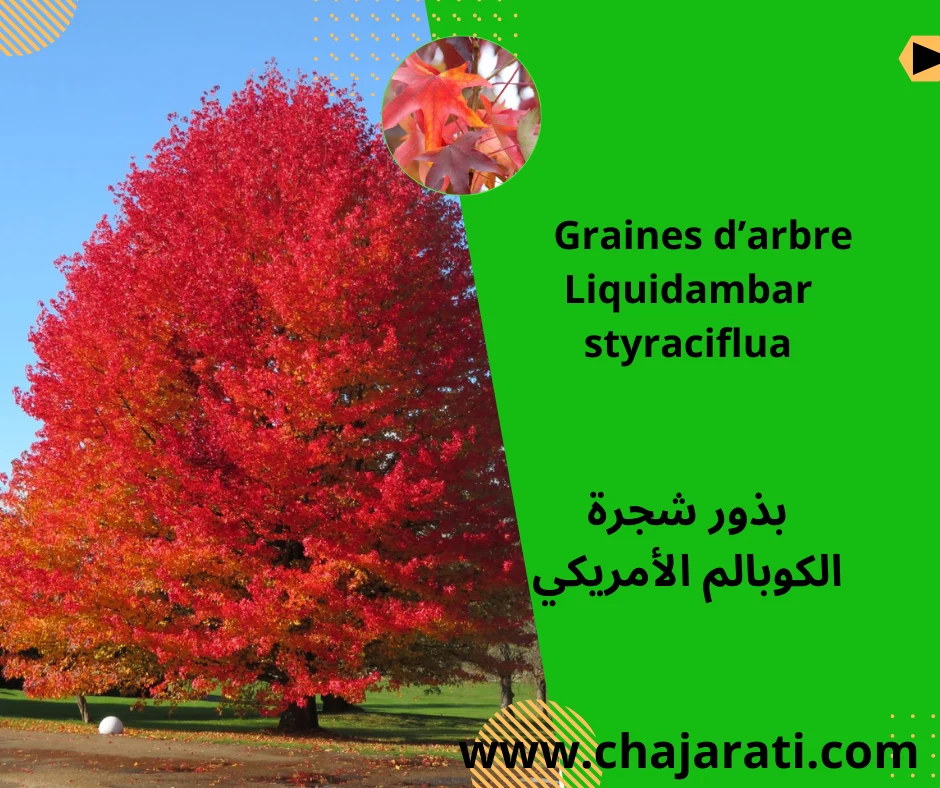 Graines de Liquidambar styraciflua – بذور شجرة الكوبالم الأمريكي