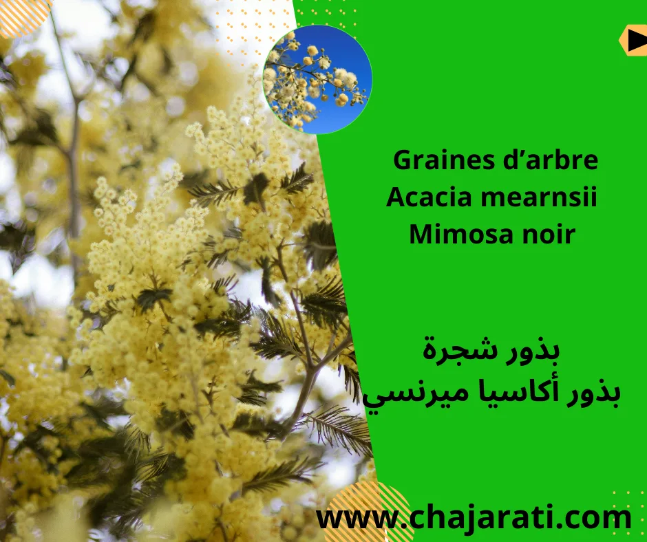 Graines d’arbre   Acacia mearnsii  -Mimosa noir-