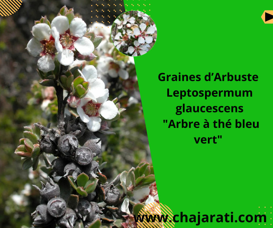 Graines de Leptospermum glaucescens  « Arbre à thé bleu vert »