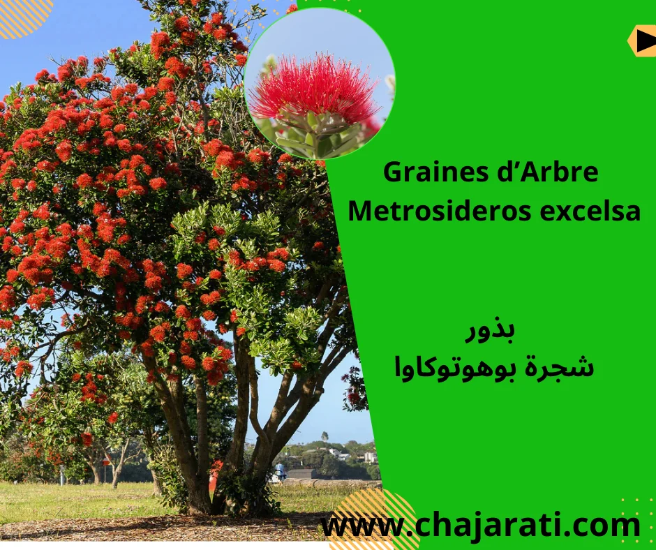 Graines de Metrosideros excelsa  (Pohutukawa ) – بذور شجرة بوهوتوكاوا Graines de Metrosideros excelsa  (Pohutukawa ) – بذور شجرة بوهوتوكاوا