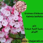 Graines de Kalmia latifolia - بذور شجيرة كلمية عريضة الأوراق