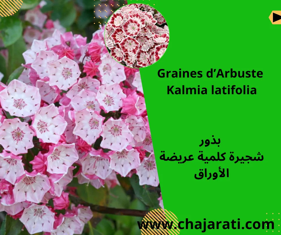 Graines de Kalmia latifolia – بذور شجيرة كلمية عريضة الأوراق