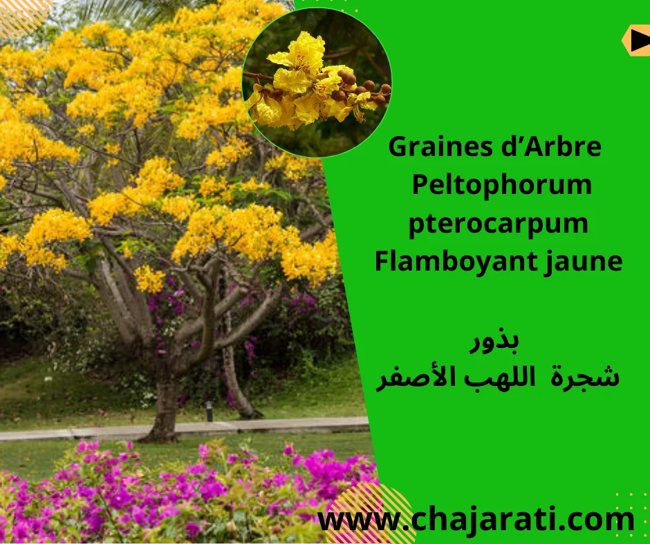 Graines de Peltophorum pterocarpum  (Flamboyant jaune ) – بذور شجرة اللهب الأصفر