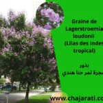 Graines de Lagerstroemia loudonii (Lilas des Indes tropical – Queen’s crape myrtle)