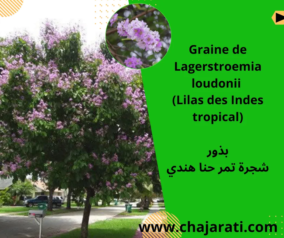 بذور شجرة تمر حنا هندي