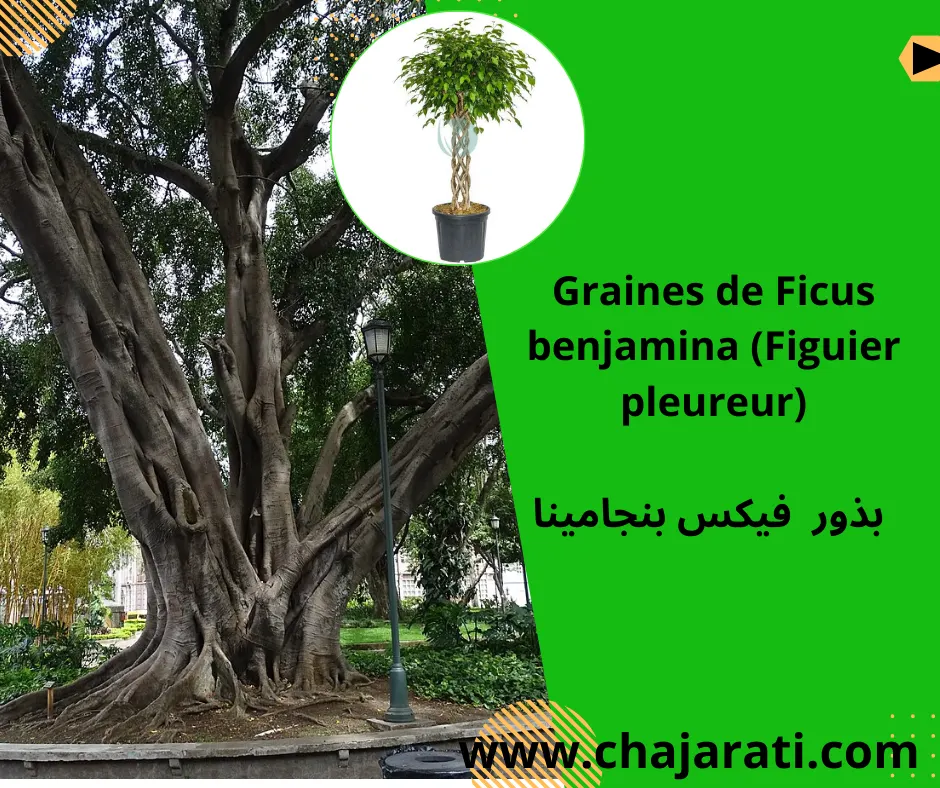 Graines de Ficus benjamina (Figuier pleureur) –  بذور  فيكس بنجامينا