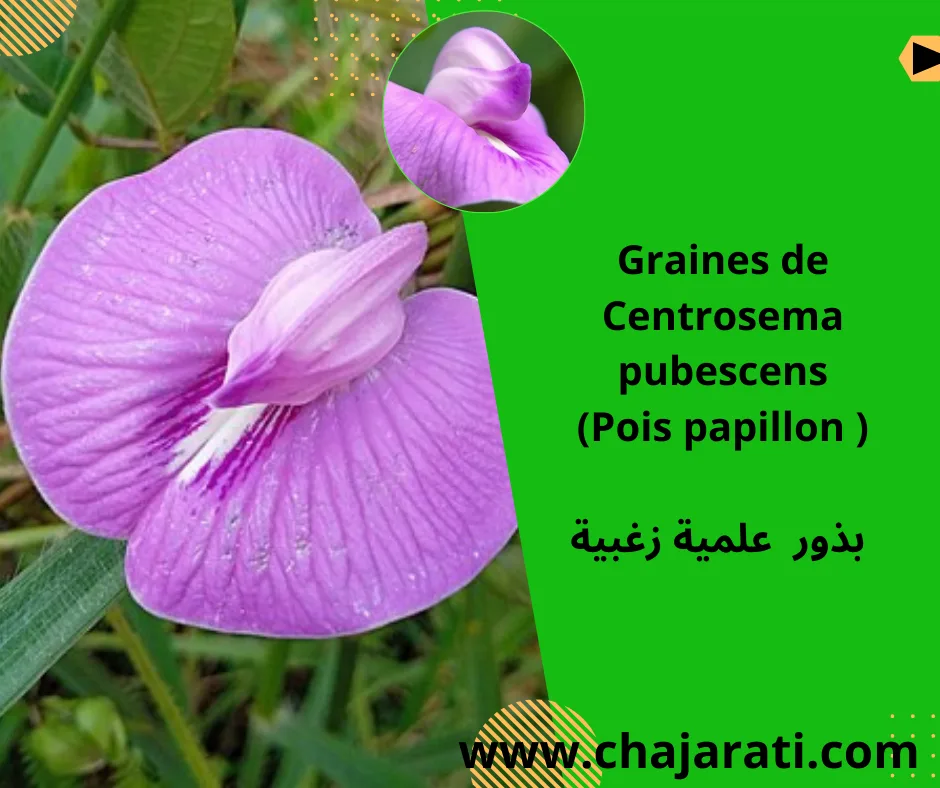 Graines de Centrosema pubescens (Pois papillon ) – بذور  علمية زغبية