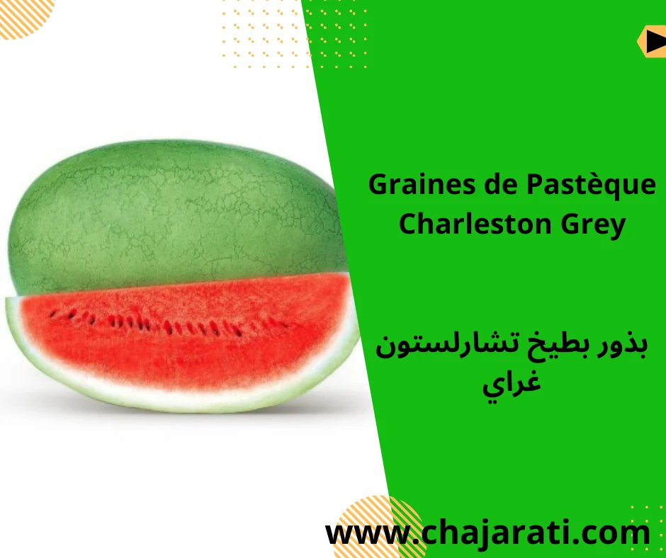 Graines de Pastèque Charleston Grey – بذور بطيخ تشارلستون غراي