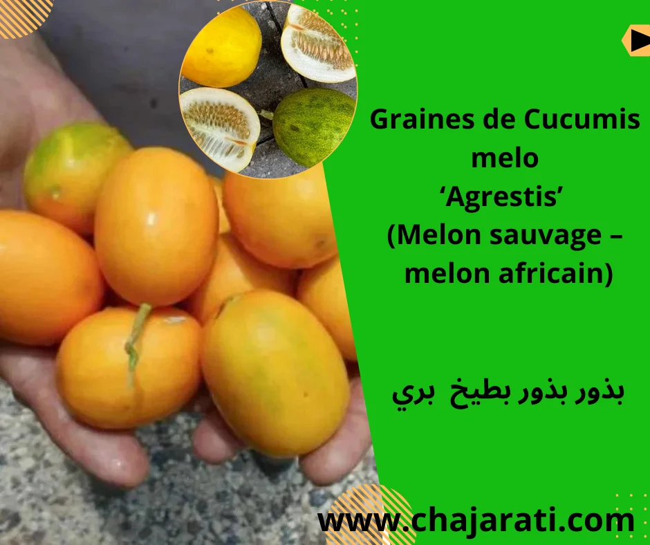 Graines de Cucumis melo ‘Agrestis’  (Melon sauvage – melon africain) – بذور بطيخ  بري